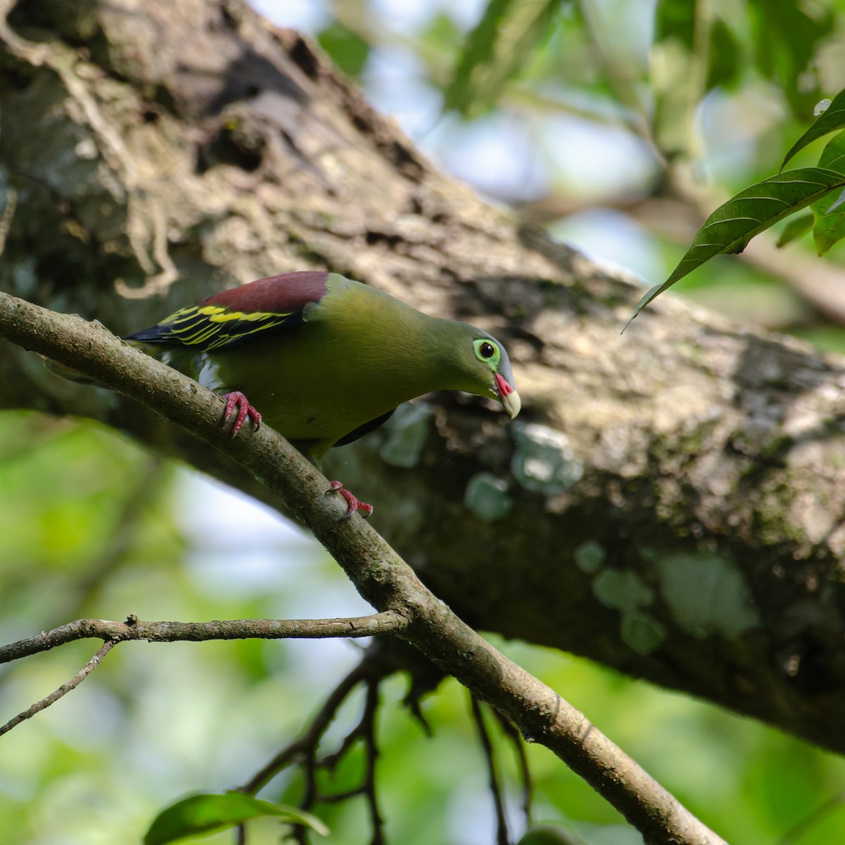 Thick-billed Green-Pigeon - ML638094015