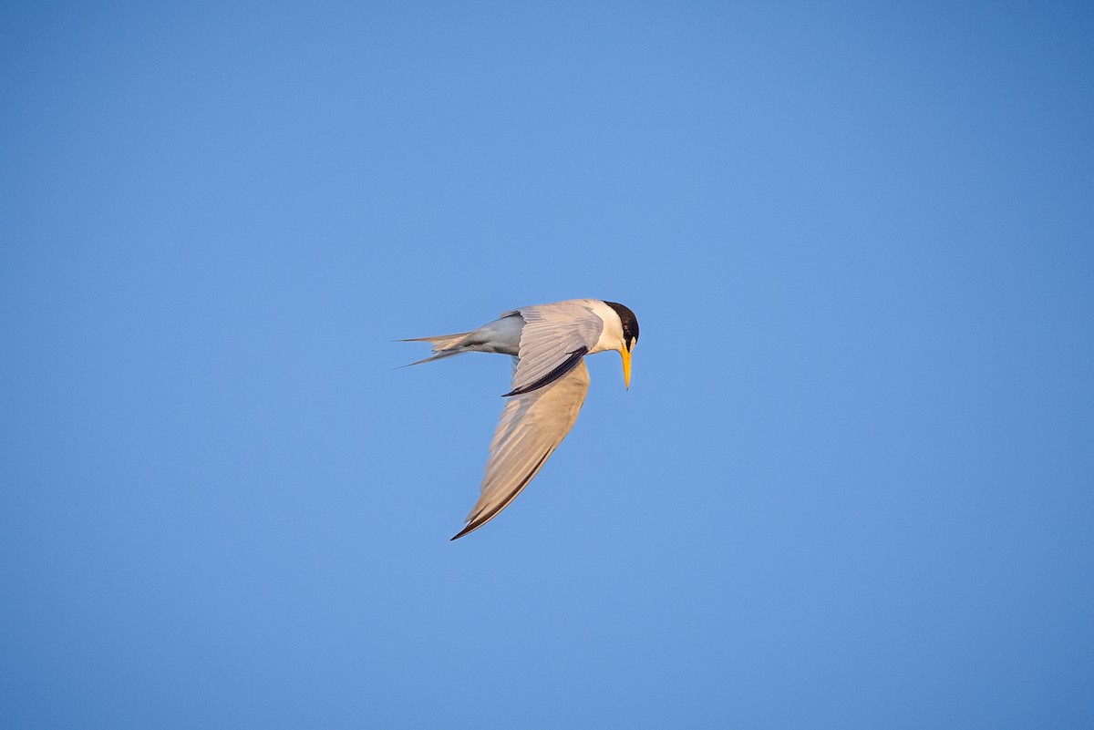 rybák nejmenší - ML638094021