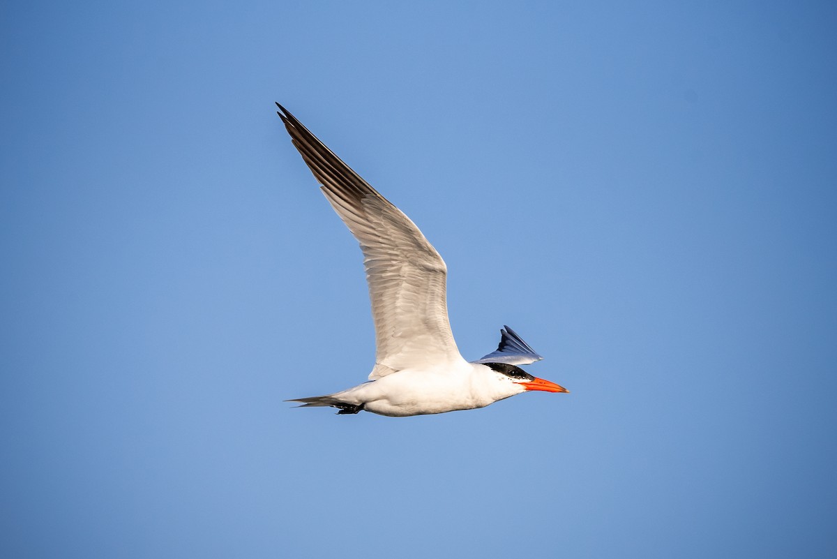 rybák velkozobý - ML638094025