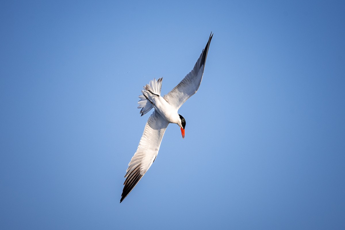 rybák velkozobý - ML638094026