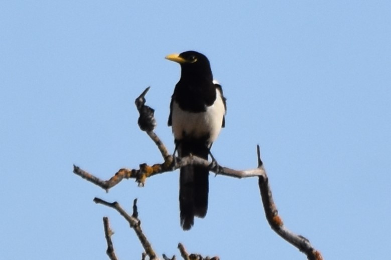 Yellow-billed Magpie - ML638094032