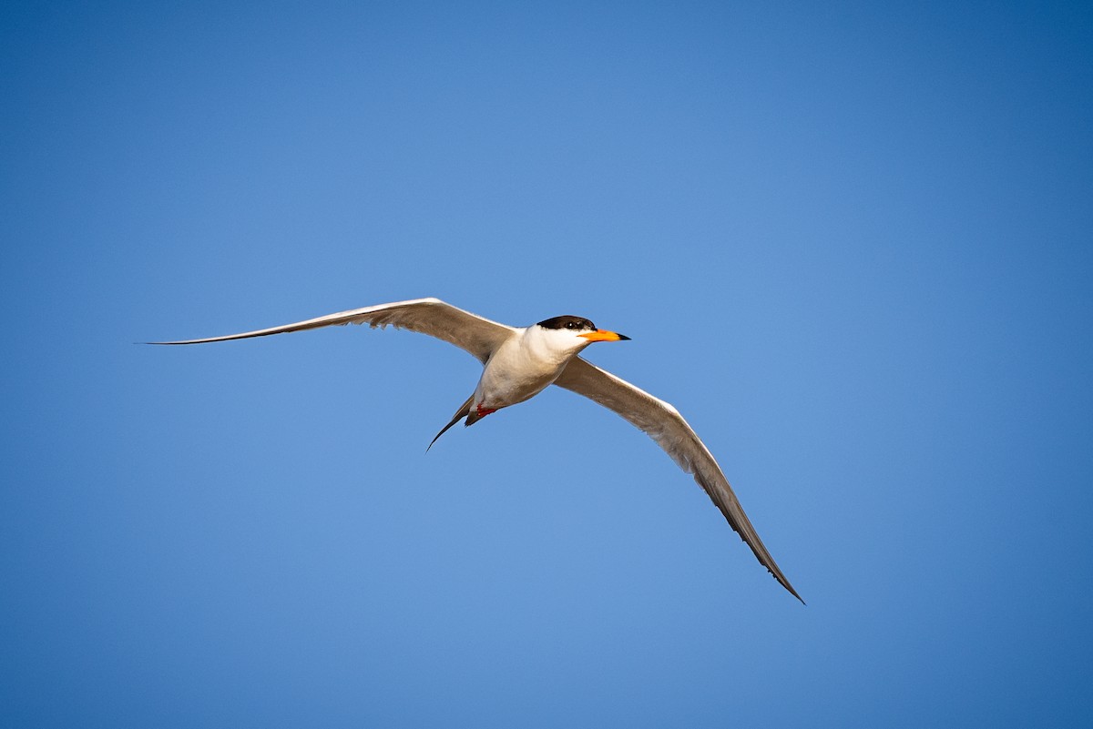 rybák severoamerický - ML638094040