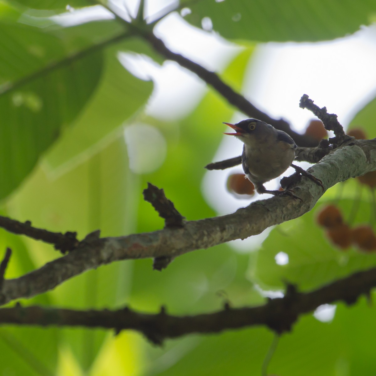 Velvet-fronted Nuthatch - ML638094045