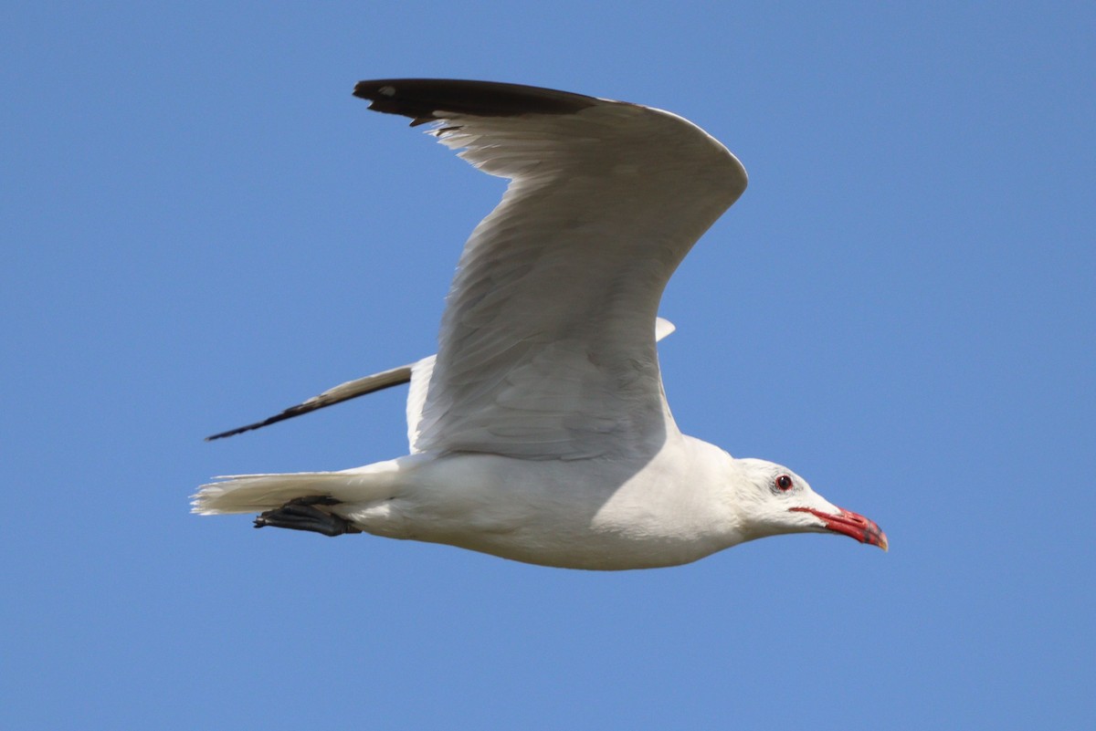 racek zelenonohý - ML638094071