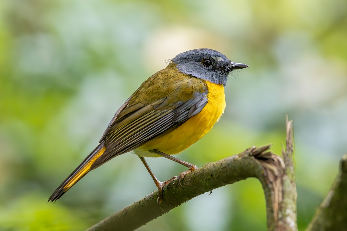 White-starred Robin - ML638094075