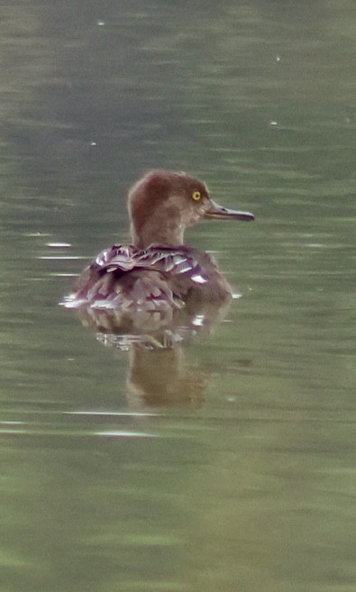 Hooded Merganser - ML638094081