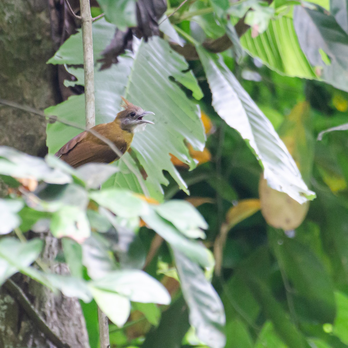 White-throated Bulbul - ML638094089