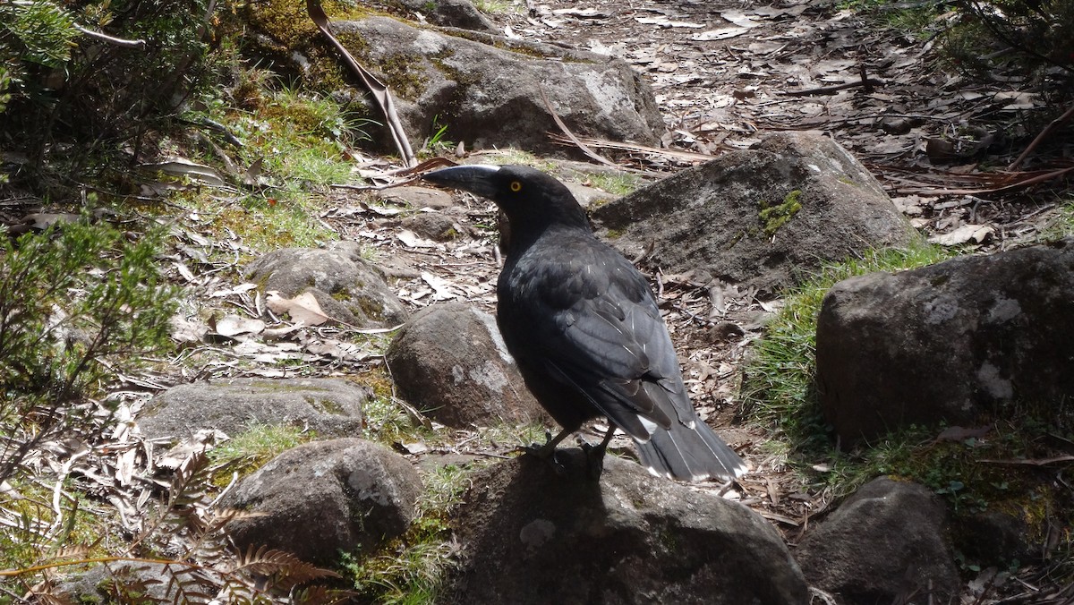 Black Currawong - ML638094092
