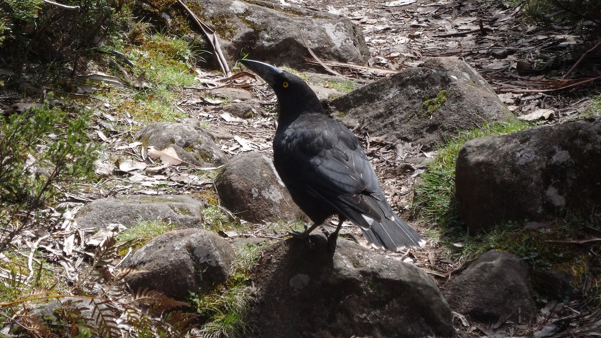 Black Currawong - ML638094093