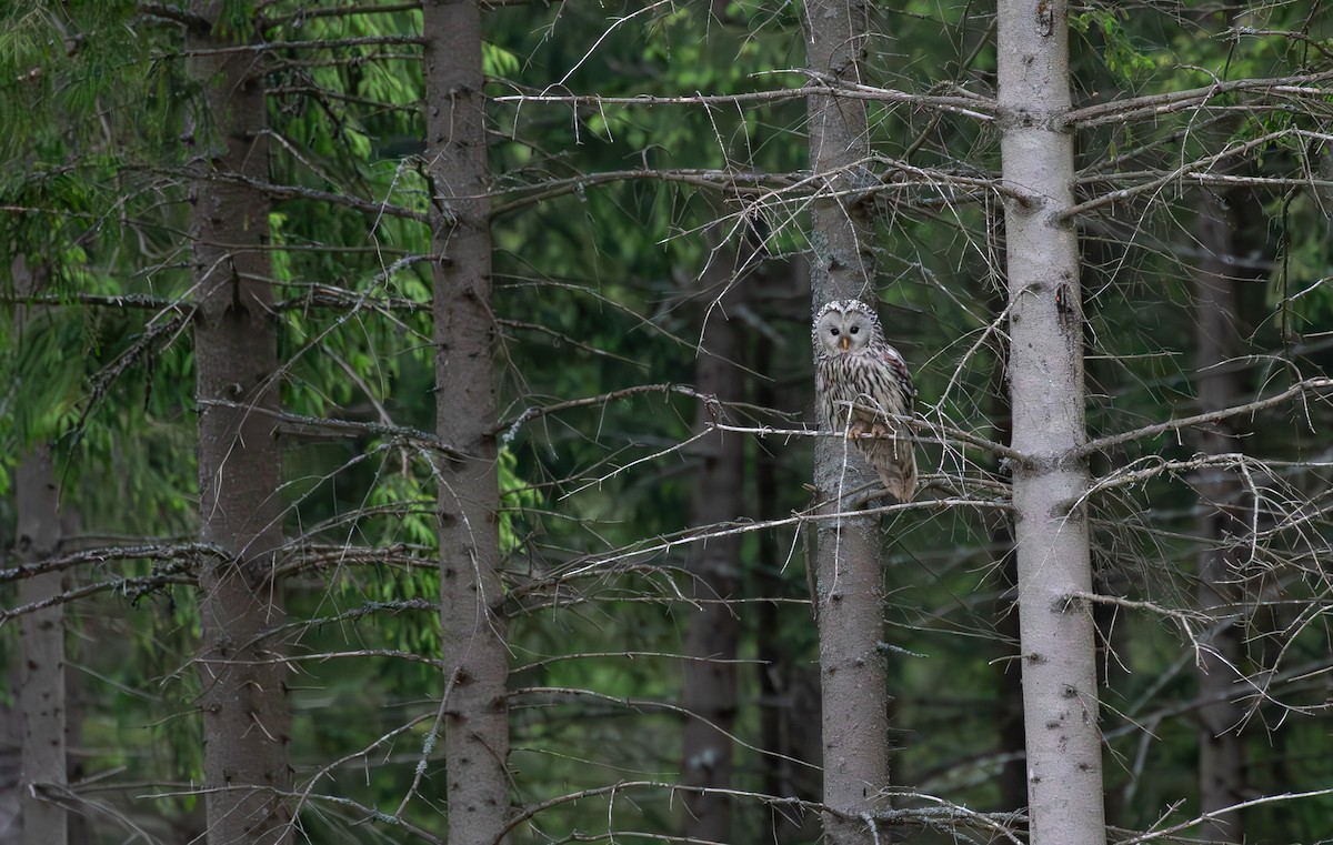 Ural Owl - ML638094095