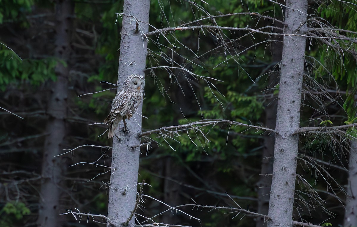Ural Owl - ML638094096