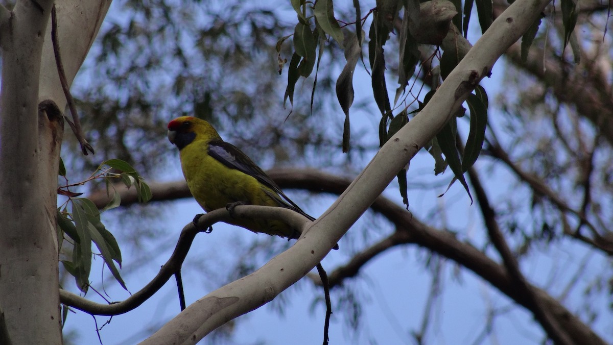 アカビタイキクサインコ - ML638094099
