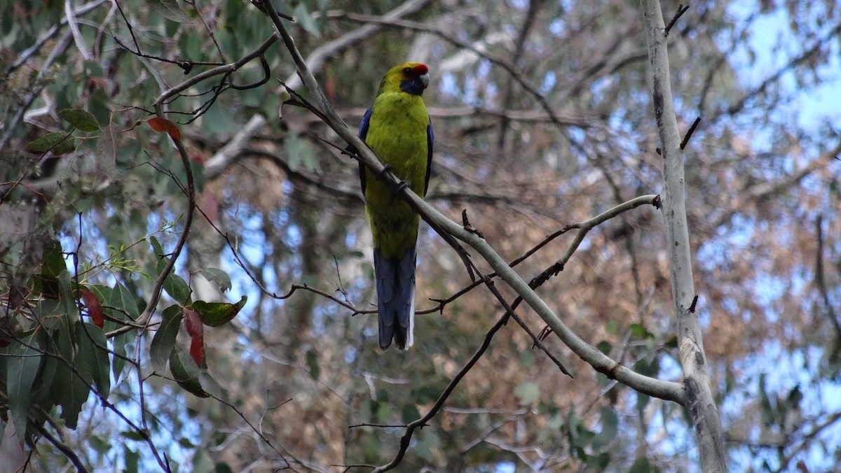 アカビタイキクサインコ - ML638094102