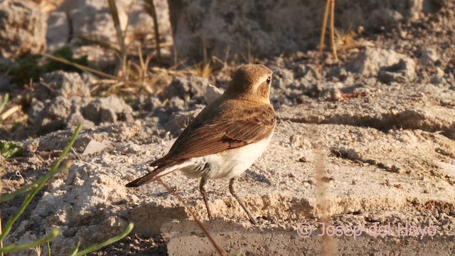 Western Black-eared Wheatear - ML638094105