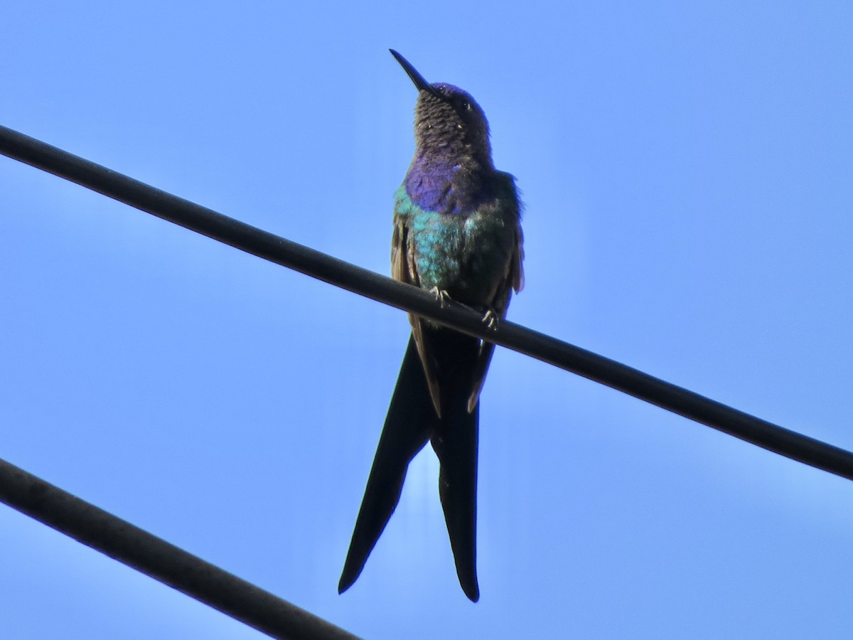 Swallow-tailed Hummingbird - ML638094132