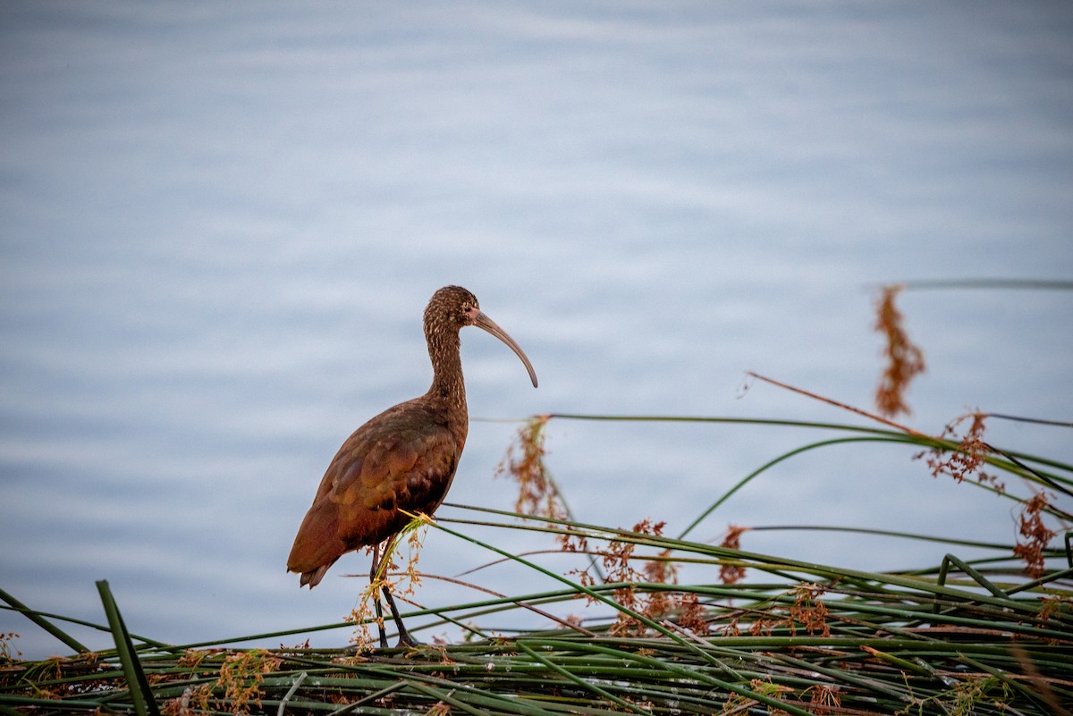 ibis americký - ML638094136