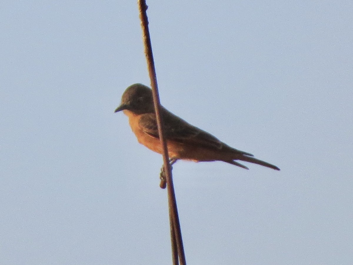 Cliff Flycatcher - ML638094156