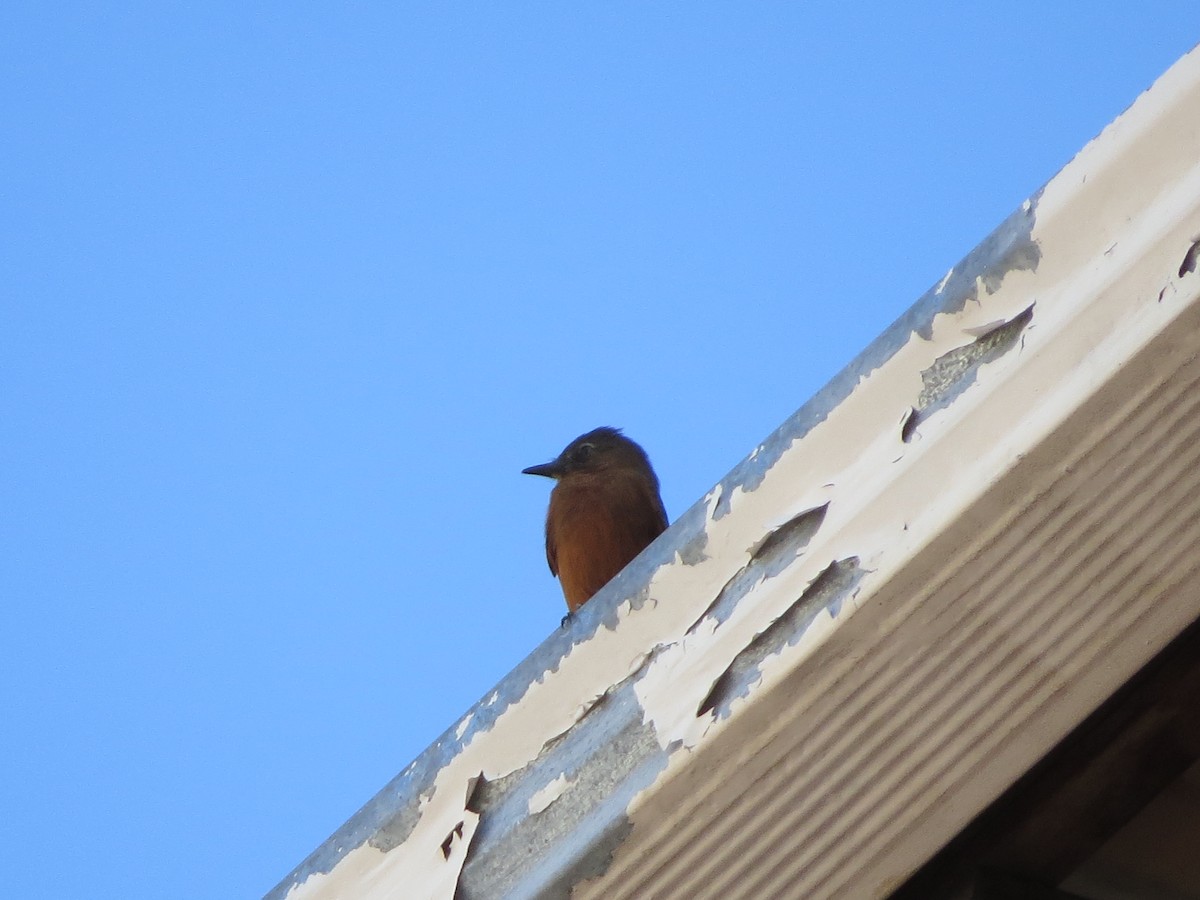 Cliff Flycatcher - ML638094157