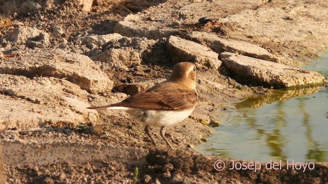 Western Black-eared Wheatear - ML638094172