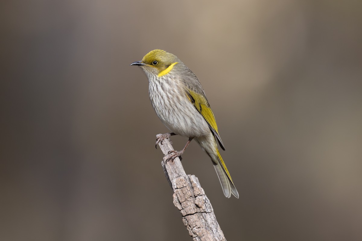 Yellow-plumed Honeyeater - ML638094173