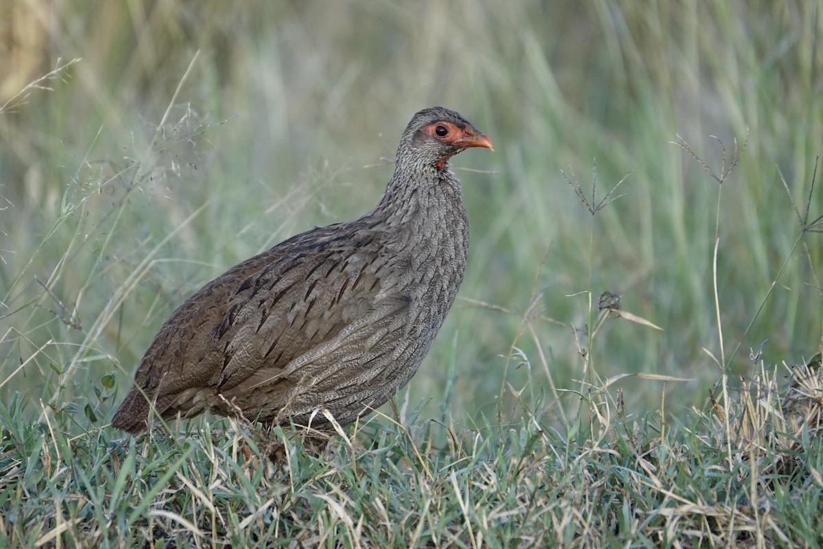 Red-necked Spurfowl - ML638094206