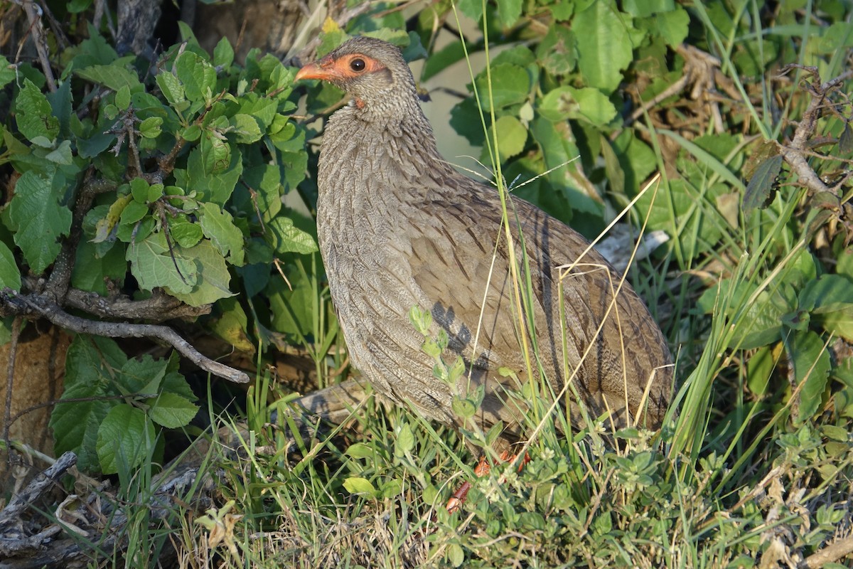 Red-necked Spurfowl - ML638094207