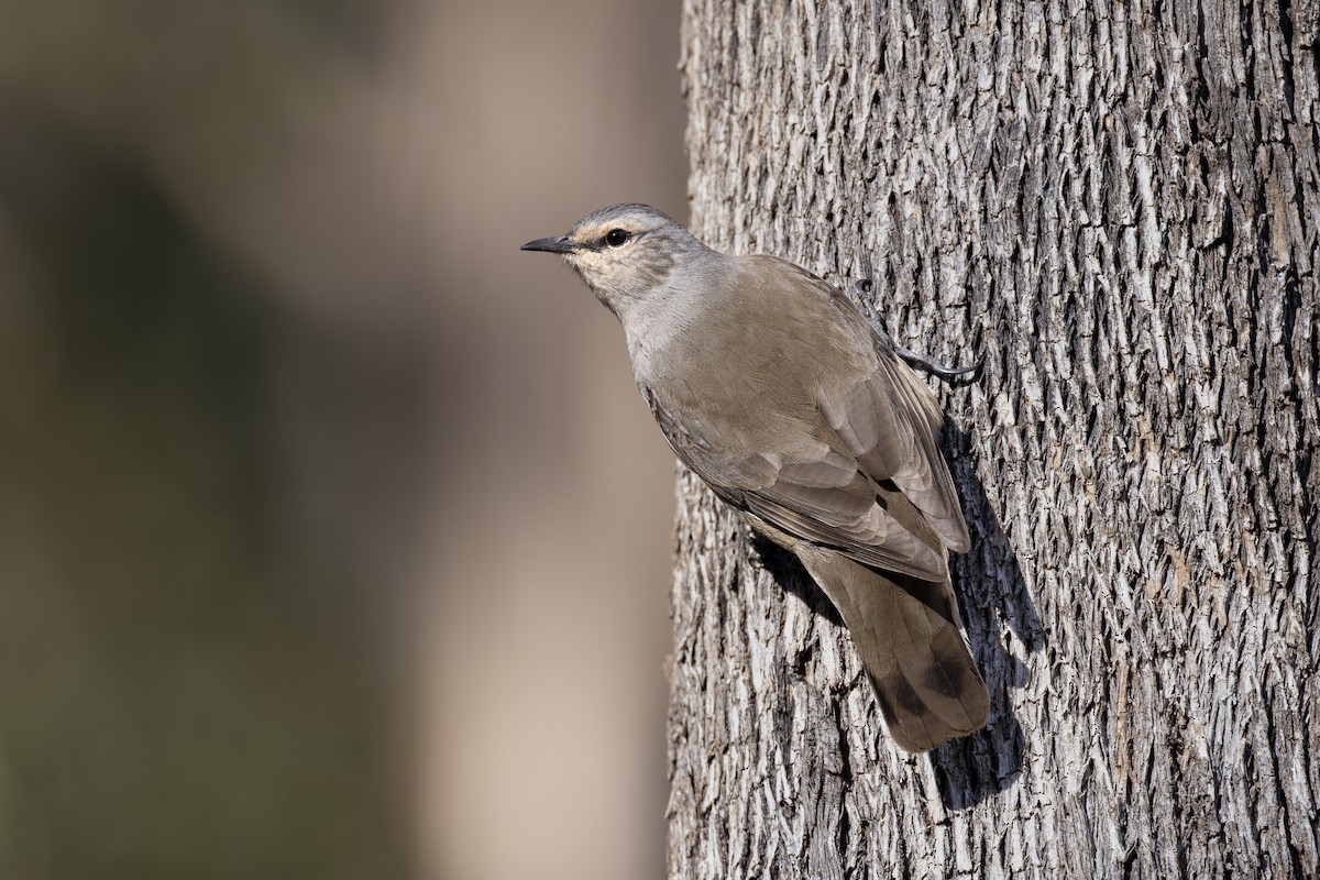 Brown Treecreeper - ML638094210