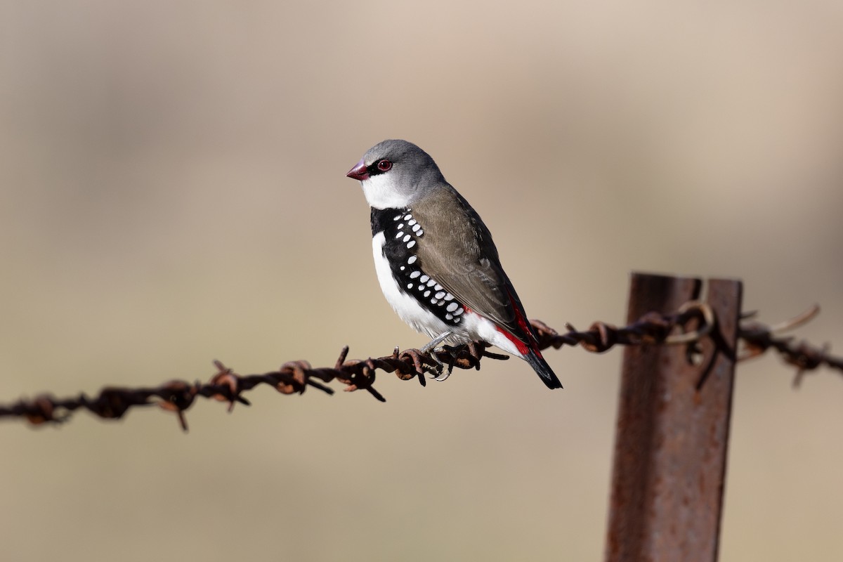 Diamond Firetail - ML638094216