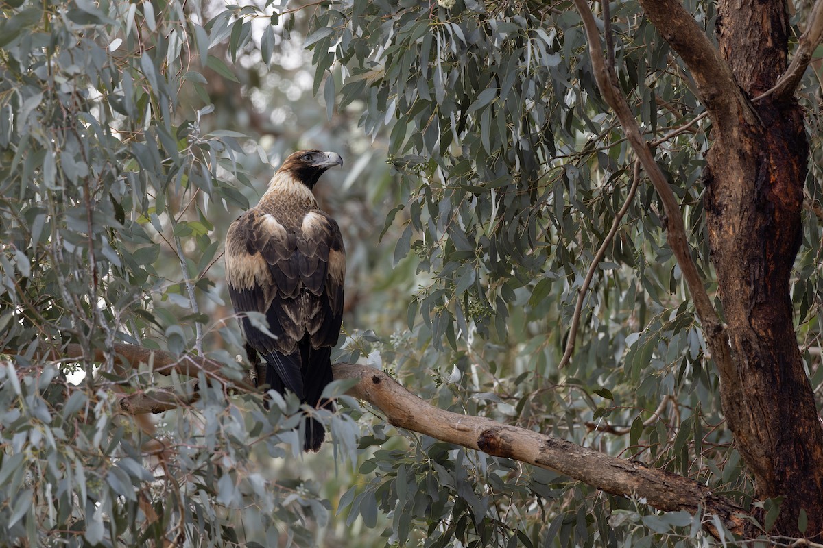 Wedge-tailed Eagle - ML638094231