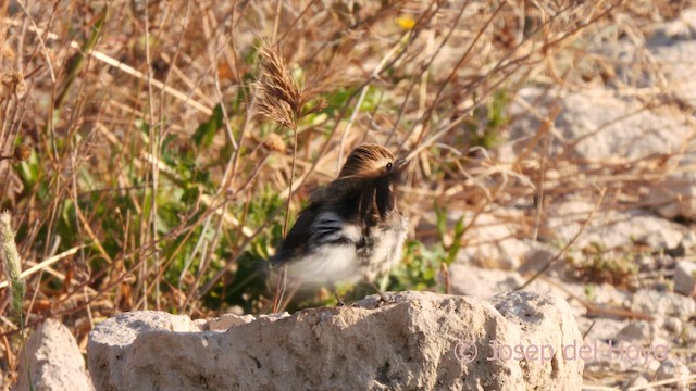 Western Black-eared Wheatear - ML638094242