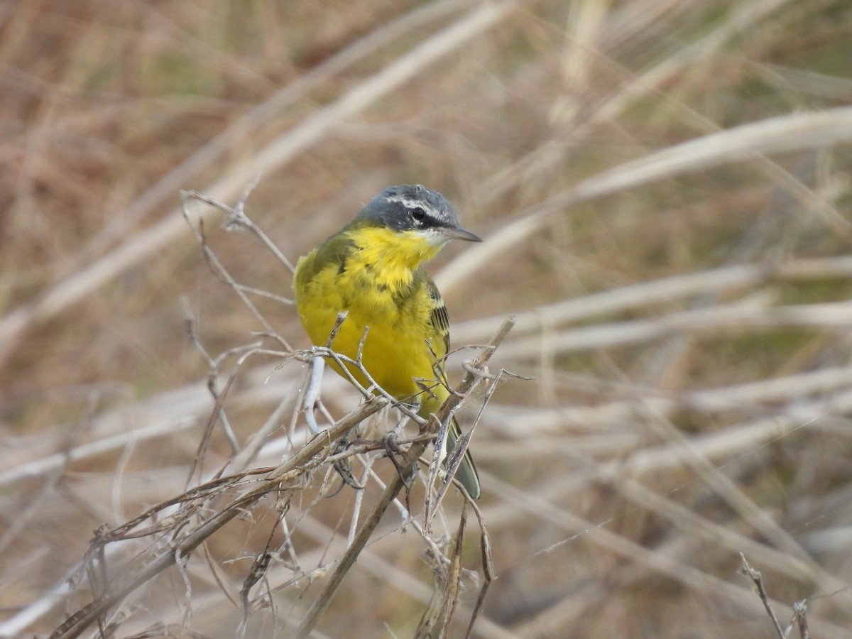 Eastern Yellow Wagtail (Eastern) - ML638094254