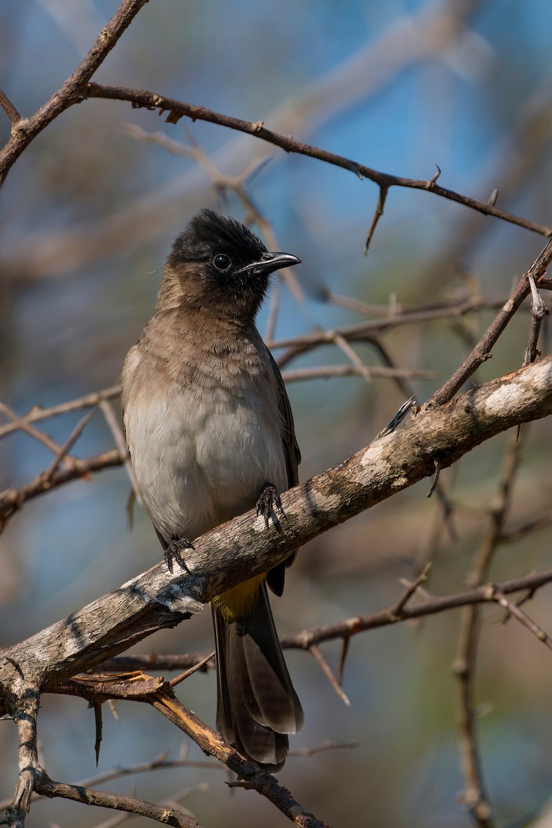 Common Bulbul - ML638094255