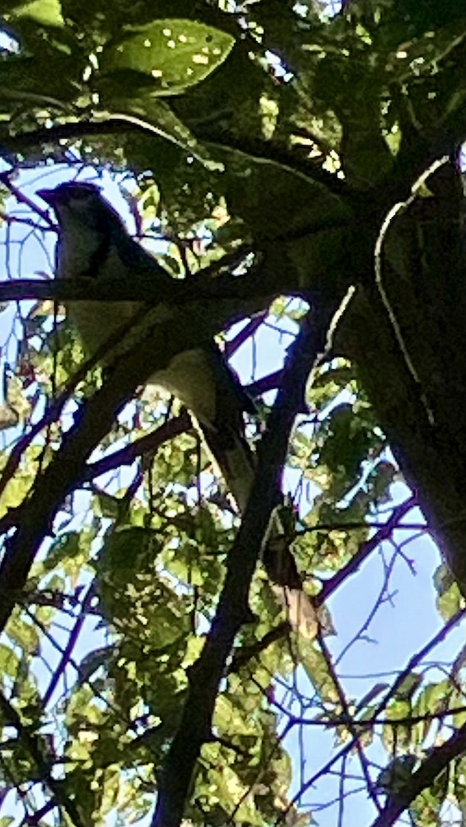 White-throated Magpie-Jay - ML638094270