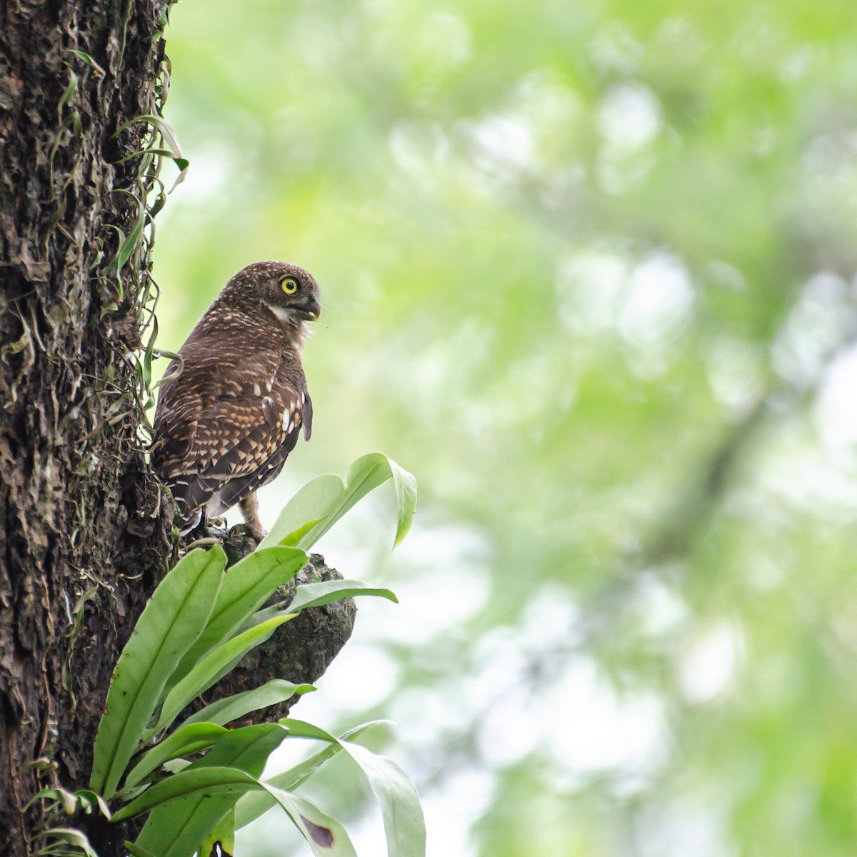 Asian Barred Owlet - ML638094271