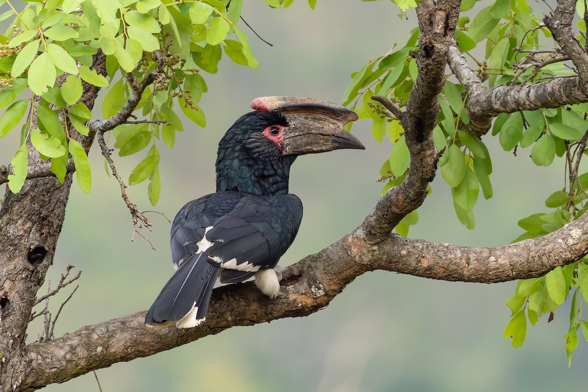 Trumpeter Hornbill - ML638094299