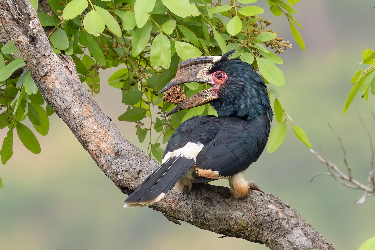 Trumpeter Hornbill - ML638094300