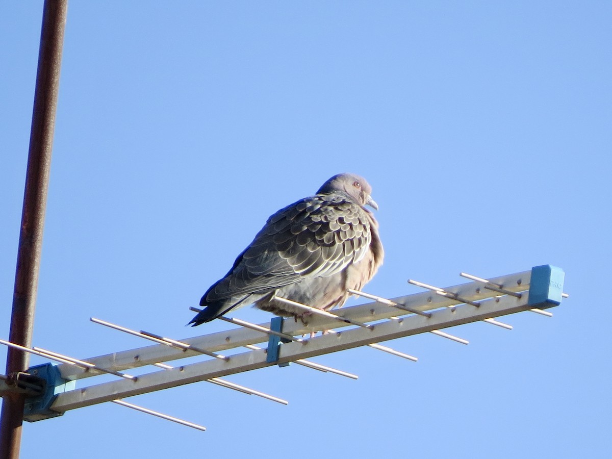 Picazuro Pigeon - ML638094303