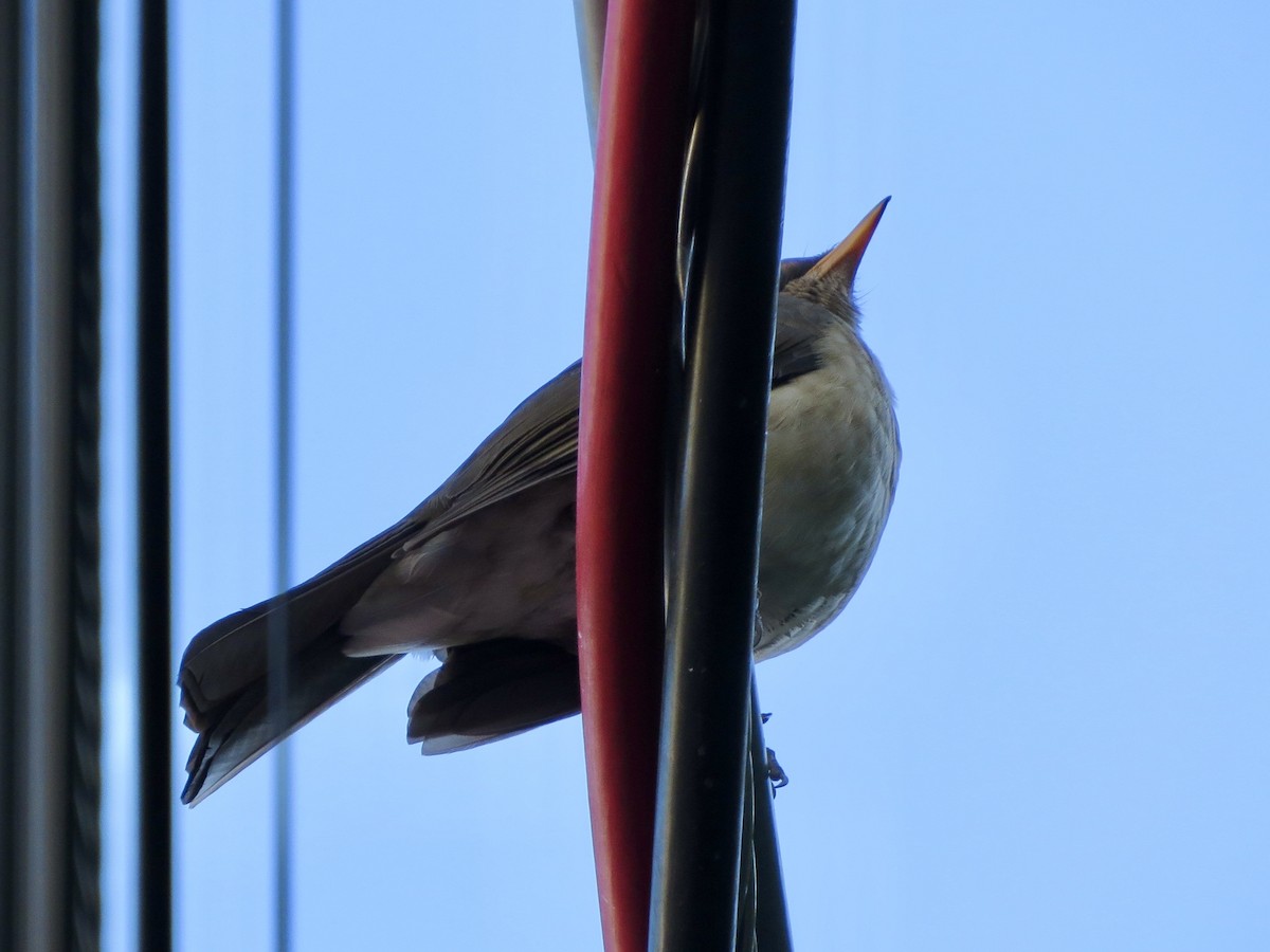 Creamy-bellied Thrush - ML638094306