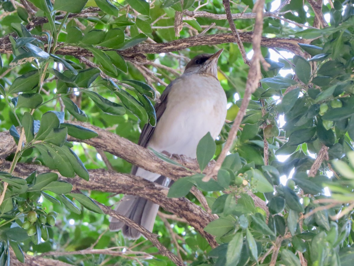 Creamy-bellied Thrush - ML638094307