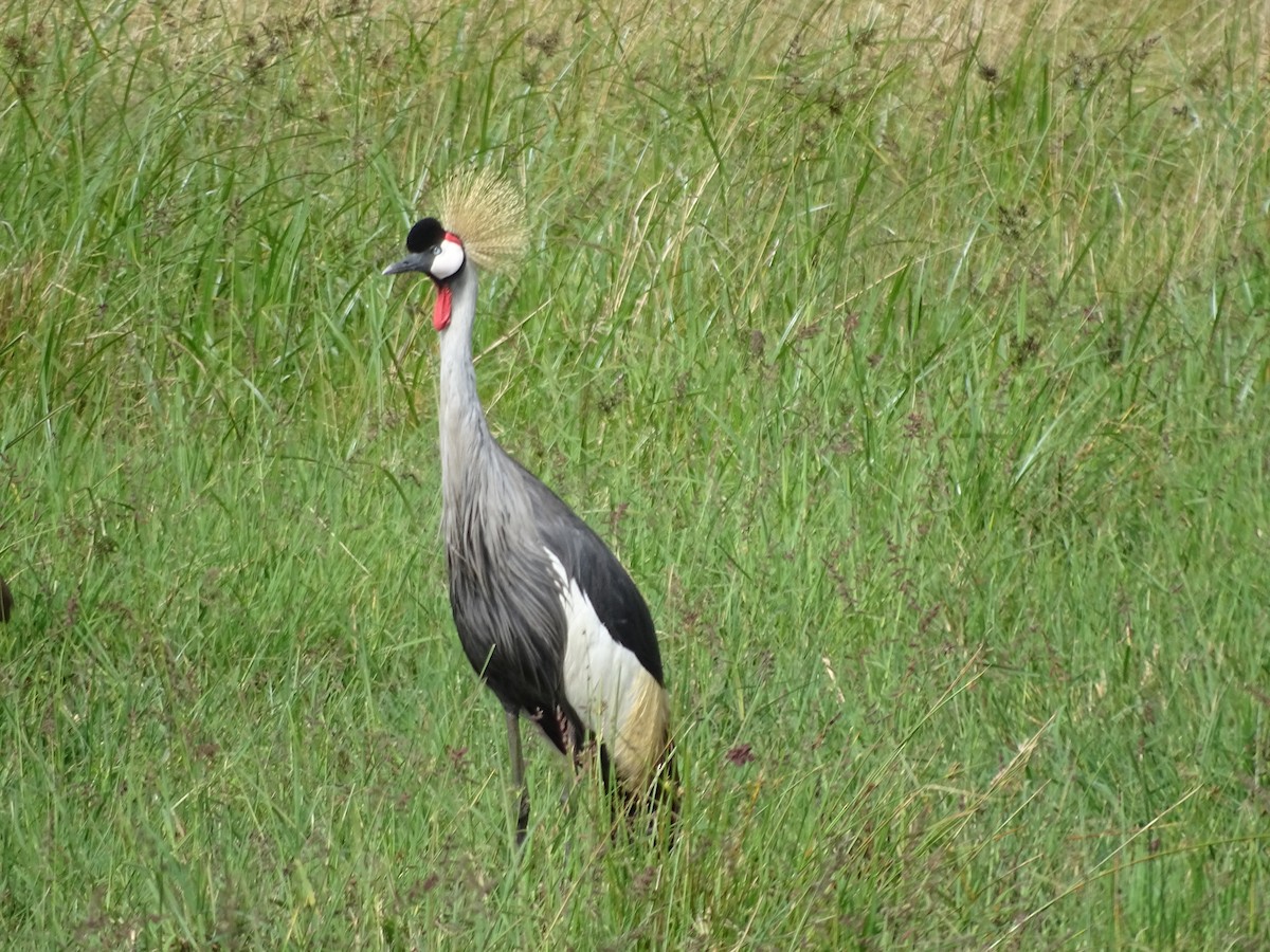 Gray Crowned-Crane - ML638094319
