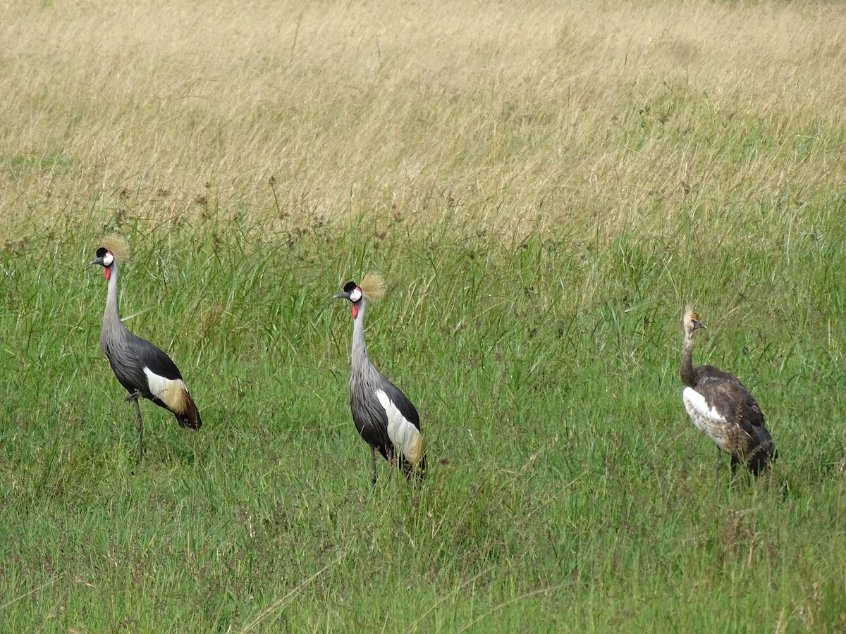 Gray Crowned-Crane - ML638094320