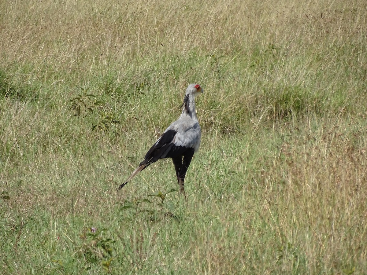 Secretarybird - ML638094322