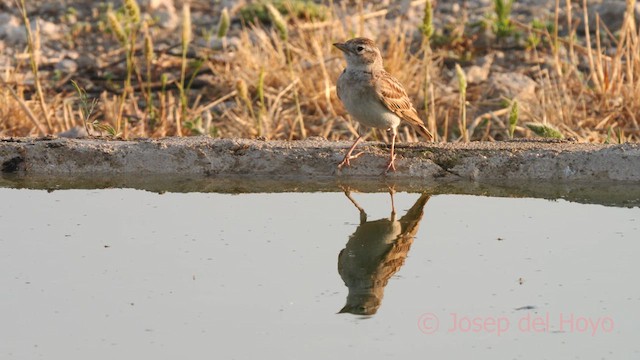 Greater Short-toed Lark - ML638094325