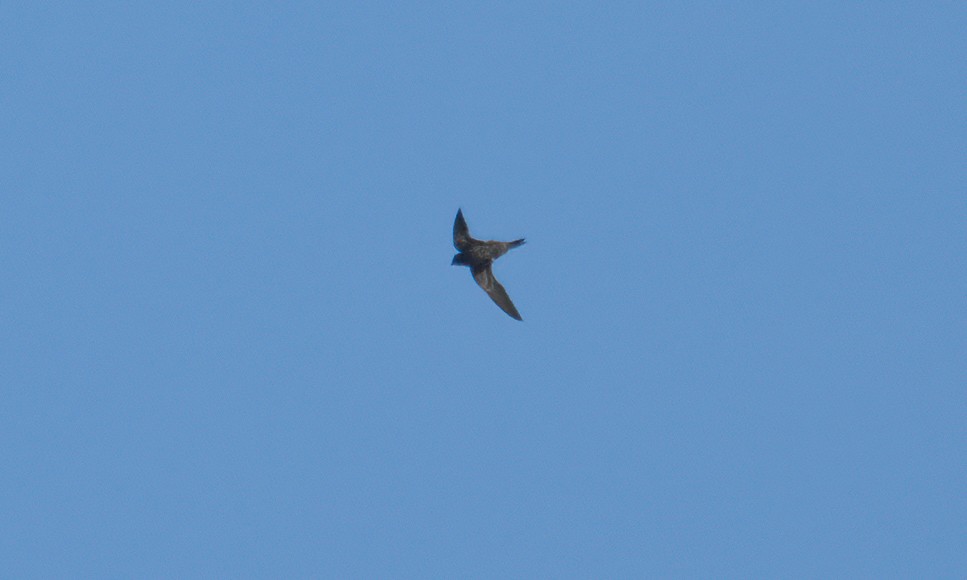 Nyanza Swift - ML638094335