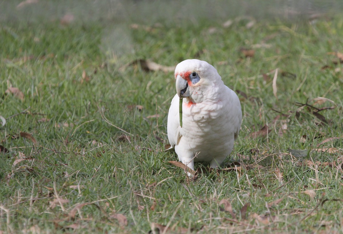 Long-billed Corella - ML638094346