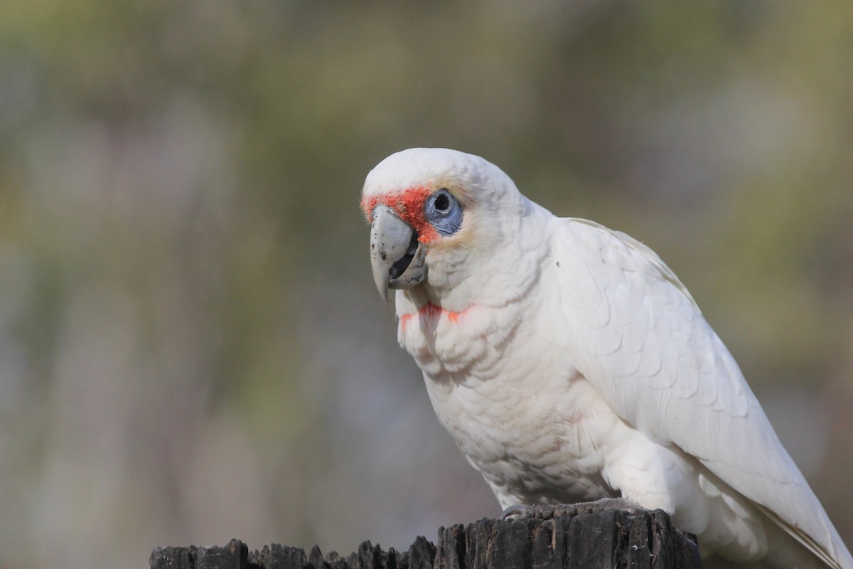 Long-billed Corella - ML638094347