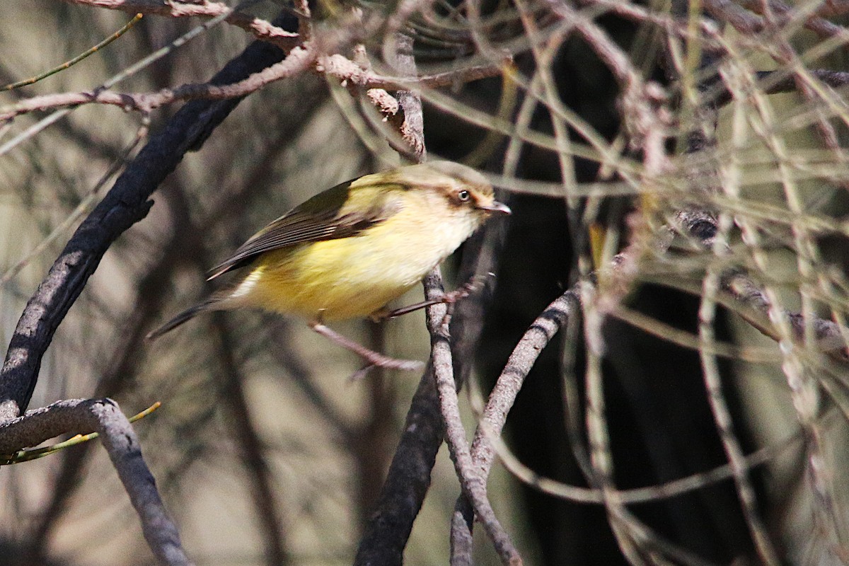 Weebill - ML638094375