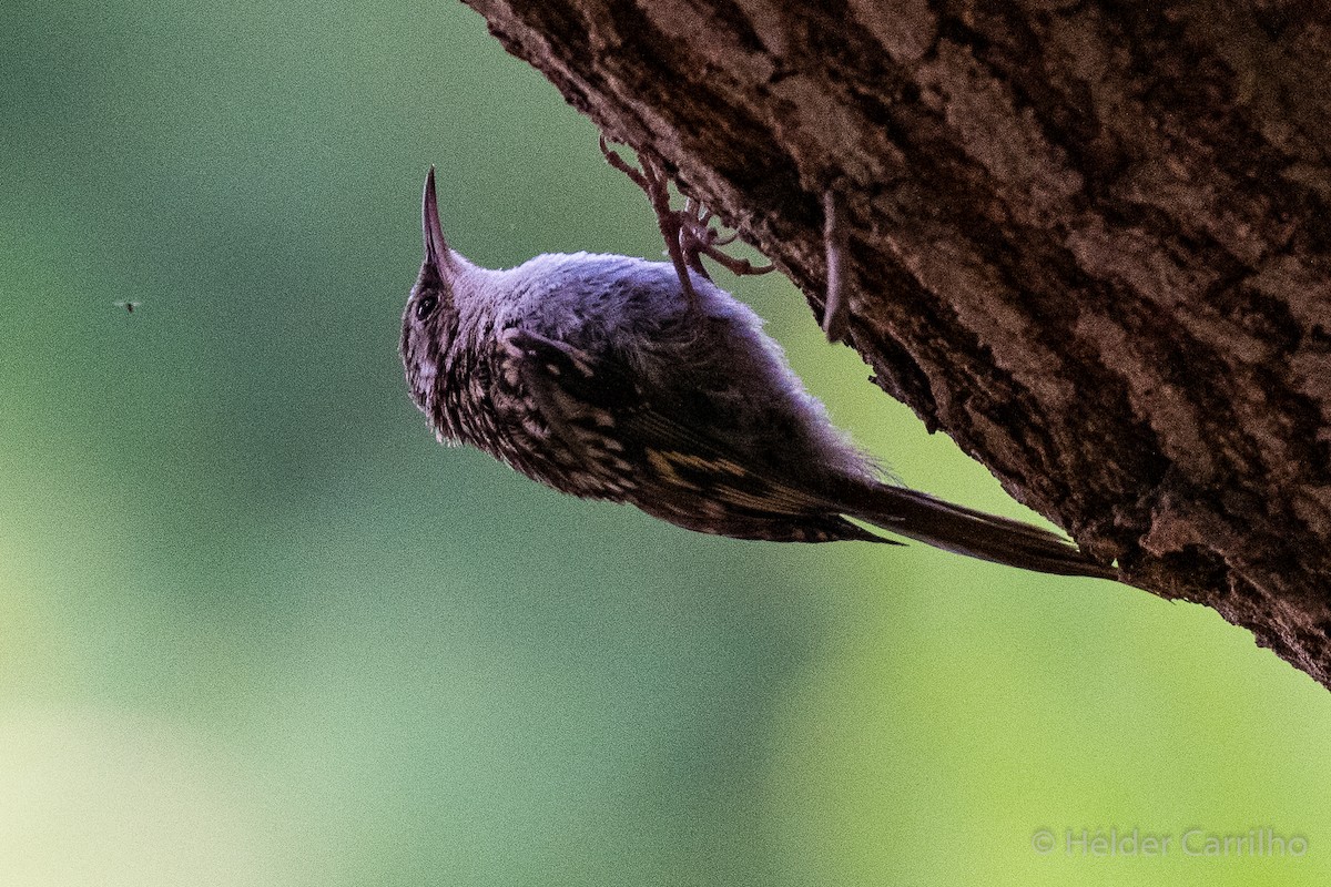 Short-toed Treecreeper - ML638094384