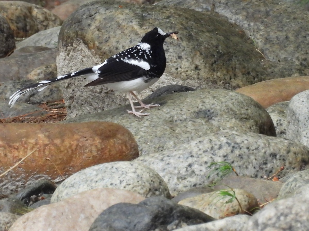 Spotted Forktail - ML638094398