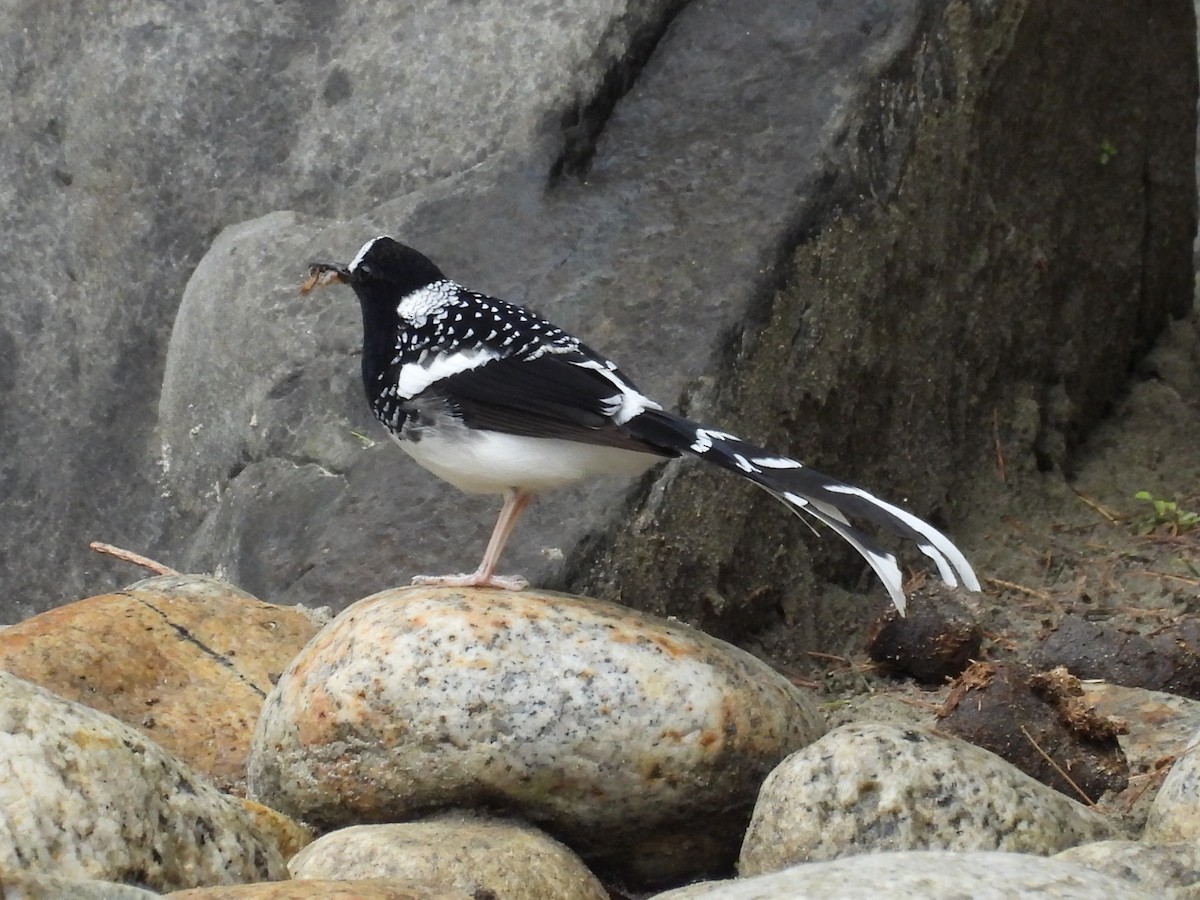 Spotted Forktail - ML638094401